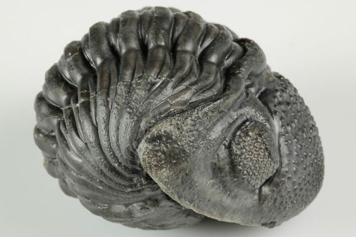 Wide, Enrolled Pedinopariops Trilobite #190596